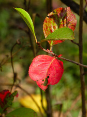 Vibrant Red Leaves Glow in Warm Autumn Sunlight