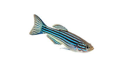 Colorful zebra fish swimming isolated on transparent background