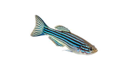 Colorful zebra fish swimming isolated on transparent background