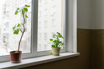 Two potted geraniums sit on a windowsill against a backdrop of a multi-story building. One pot is brown, the other cream