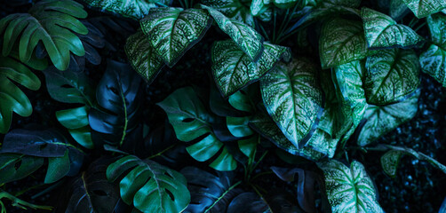 Creative nature green background, tropical leaf banner or floral jungle pattern concept.