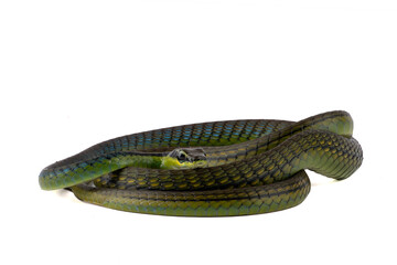 Common Bronzeback on a white background, Close up of a Common Bronzeback 