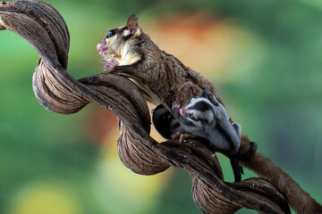 a sugar glider with her baby, The sugar glider (Petaurus breviceps) is a small gliding possum
