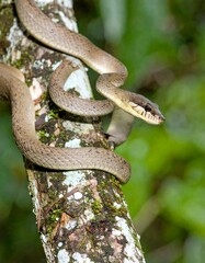 Obraz premium Close-up of a snake on a tree trunk