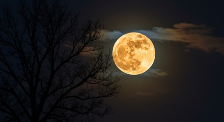 Fototapeta premium Halloween Full Moon with Tree Silhouettes at Night