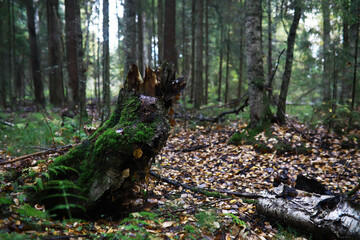 Moss-Covered Tree Stump in Serene Forest with Fallen Leaves and Sunlight Filtering Through Trees