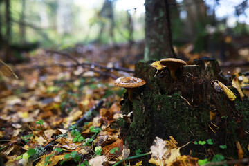 Close-up of Wild Mushrooms Growing on a Tree Stump in Autumn Forest Setting