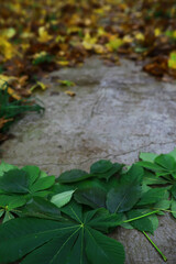 Green Leaves and Autumn Foliage on Weathered Concrete Path