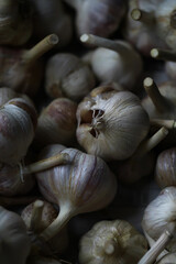 Fresh Organic Garlic Bulbs Close-Up: Natural Produce for Culinary and Health Benefits