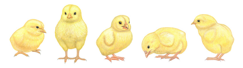 ヒヨコのイラストセット