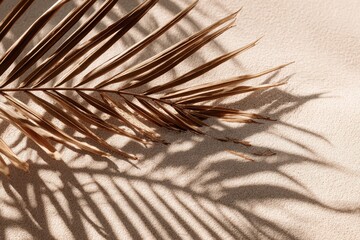 Obraz premium Dry Palm Leaf Shadow on Smooth Sand Surface Under Soft Light
