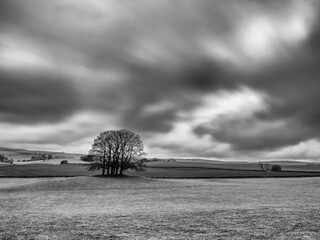 Trees in open field beneath dramatic long exposure sky in monotone