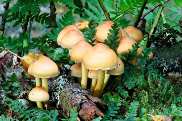 A small Cluster of Young Sulphur Tuft Mushrooms, Hypholoma fasciculare on a conifer Tree Log amongst the Ferns on the Forest Floor.