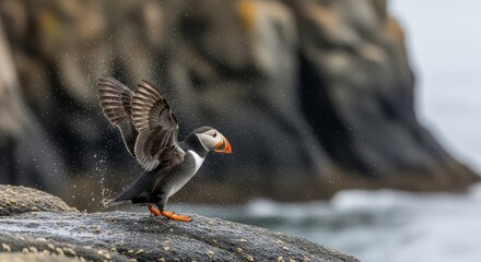 Atlantic Puffin's Energetic Splashdown on Rocky Coastline: A Symphony of Nature's Beauty