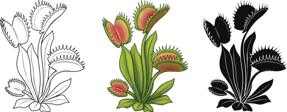Venus flytrap in line art, color, and silhouette illustration