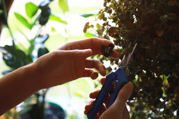Gardener Pruning Indoor Plant with Scissors in Sunlit Room for Home Gardening Care