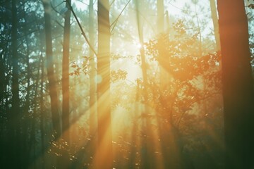 Deep forest light backgrounds sunlight.
