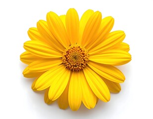 Close-up of a bright yellow daisy against white background