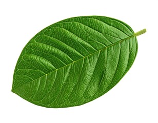 Obraz premium Close-up of a vibrant green leaf, oval-shaped with prominent veins