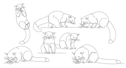Line Art of Civet Cats, Asian Palm Civets in a Row Vector Illustration