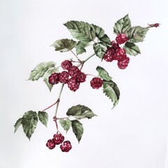 A watercolor painting of a branch with red berries and green leaves on a white background art drawing plant