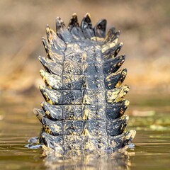 Close-up of a crocodile's back and tail