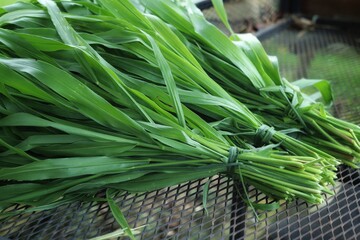 Green vetiver leaves background or texture