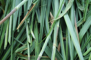 Green vetiver leaves background or texture