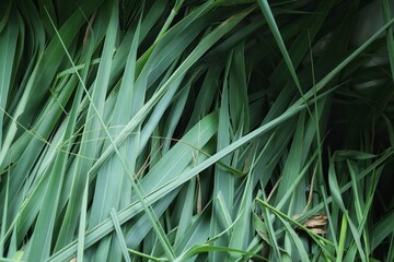 Green vetiver leaves background or texture