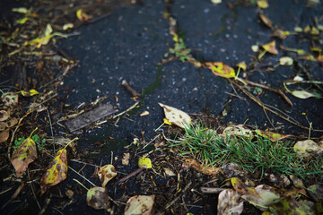 Lively closeup of falling autumn leaves with vibrant backlight from the setting sun