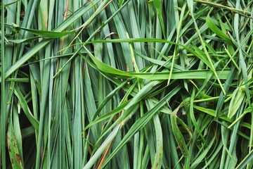 Green vetiver leaves background or texture