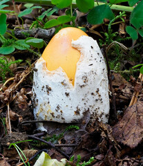 An Amanita Mushroom, possibly Amanita crocea emerging from the leaf litter of a Birch Woodland, with its Yellow Cap splitting the white Volva sac.