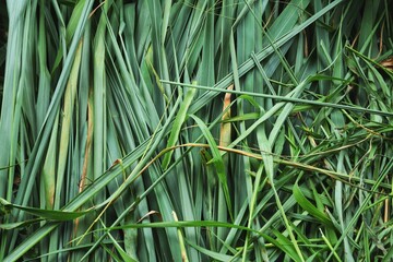 Green vetiver leaves background or texture