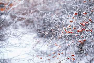Winter atmospheric landscape with frost-covered dry plants during snowfall. Winter Christmas background