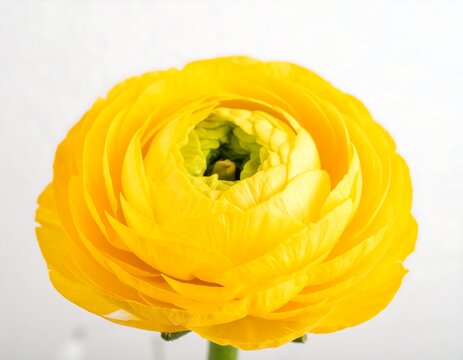Close-up of a vibrant yellow ranunculus