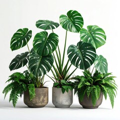 Three potted plants, monstera and ferns, in muted tones, against a white background