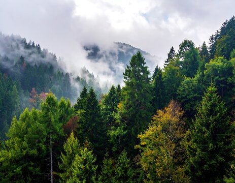 Misty mountain range with dense forest - Powered by Adobe