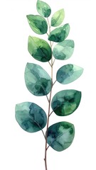 Watercolor illustration of a eucalyptus branch with varying shades of green leaves
