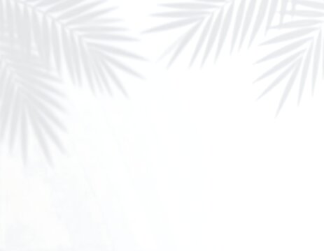 Light gray palm leaf shadows on a white background (1)