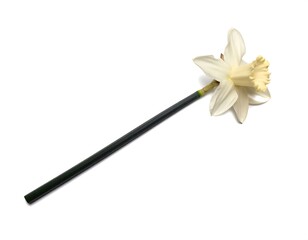 Pale yellow daffodil on long dark stem, isolated white background