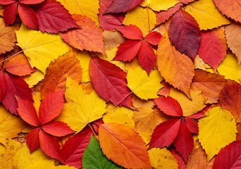 Flat lay texture of colorful fall foliage creating a high-density, warm, seasonal background