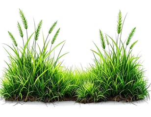 Lush green grass tufts with seed heads, isolated on white