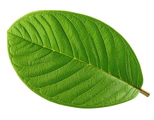 Bright green guava leaf, top view, isolated on white