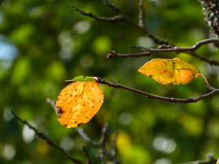 Two Bright Orange Leaves Backlit with Green Bokeh