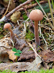 The Common Woodland Fungus, Laccaria laccata, also known as the Deceiver rising from the leaf Litter in a Scottish Woodland.