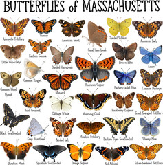 set of vector butterflies