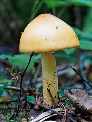 An Amanita Mushroom, possibly Amanita crocea in the grass and leaf litter of a Scottish Woodland setting in North East Scotland.