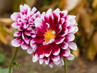 Vibrant Pink and White Dahlia Flowers Closeup
