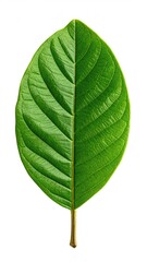 Obraz premium Vibrant green leaf, oval shape, distinct veins