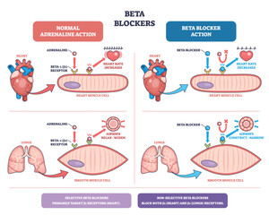 Beta blockers diagram shows how these drugs reduce heart rate and constrict airways by blocking beta receptors in heart and lungs. Outline diagram
